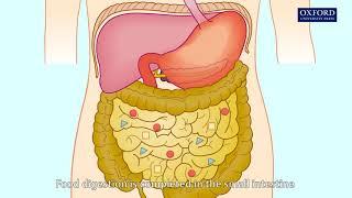 Animation 6.2 Digestion