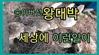 송이버섯 왕대박 세상에 이런일이