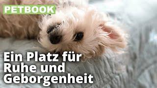 Deckentraining mit dem Hund | Dogschool | PETBOOK