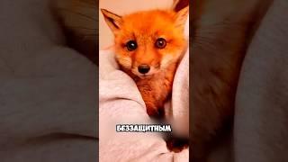 Лисёнок шел за ней всю дорогу до дома  #милыеживотные #животные
