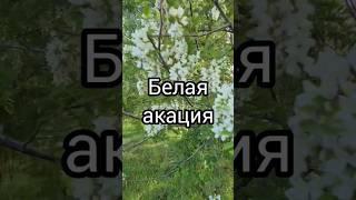Полный восторг #пасека #медоносы #акация #пчеловодство  #пчеловодствоснуля #жизньзагородом #кубань