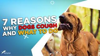 Dog Coughing 7 Reasons Why Dogs Cough and What to Do