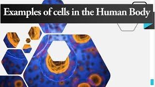 Examples of Cells in the Human Body - Function of Cell in Human Body