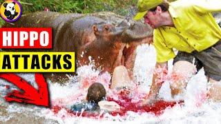 Hippo Rampage: Unseen Footage of the Most Dangerous Animal Attacks!