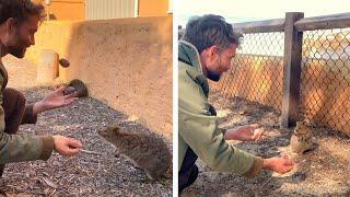 Adorable Quokka Reacts To Juggling Show