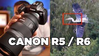 CANON EOS R5 / R6 Tiererkennung | Körper, Gesicht und Augen bei Tieren in der Praxis |  AF Test