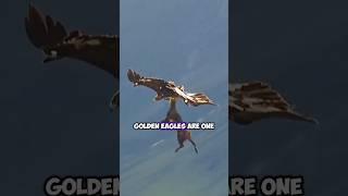 Majestic Hunters: The Golden Eagles' Mastery in Capturing Large Prey