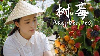 Raspberries, the sweet little fruits we used to climb mountains to find as kids.【滇西小哥】