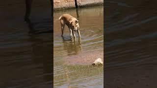 Fishing Dog