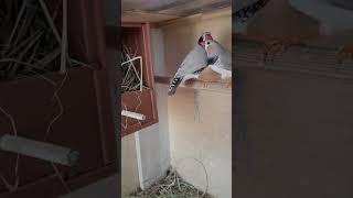 пополнение зебровые амадины #амадины #птицы #zebrafinches #shorts