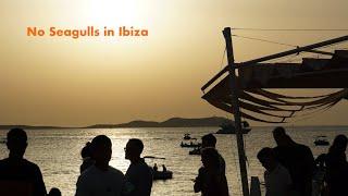 No Seagulls in Ibiza