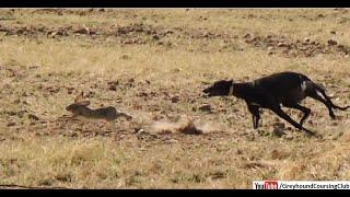 Greyhound dog rabbit hunting videos