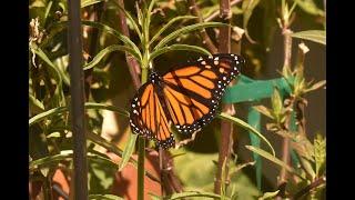 A Monarch Butterfly Emerging From Its Chrysalis in a Time-lapse