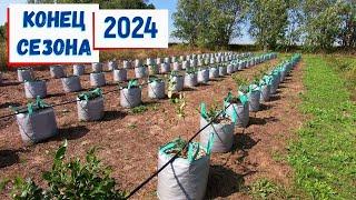 Успехи и провалы сезона 2024