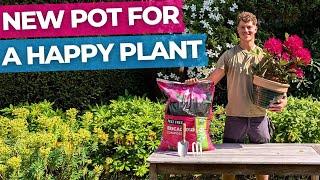 How to Pot Up and Grow a Rhododendron or Azalea | Full Guide