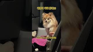 Cute dog on a train seat #shorts #dog #chojus