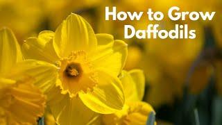 Daffodil Planting Guide // How to Plant Daffodil Bulbs // Longfield Gardens