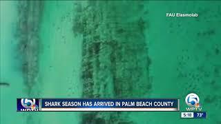 Shark migration off Palm Beach