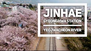 JINHAE: Gyeonghwa Station & Yeojwacheon River Cherry Blossom  