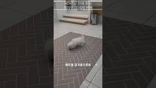 배변 실수하는 순간 이렇게 해보세요!