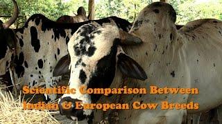 Scientific Comparison Between Indian & European Cow Breeds