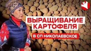 Выращивание картофеля. Агробизнес | КУЛЬТИВАТОР