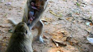 Mother monkey save baby monkey from kidnapper