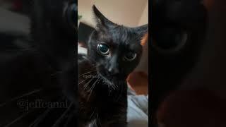 Meow #shortvideo #funny #funnypetschannel #funnypets #funnypetslife #funnycats #cat #pets