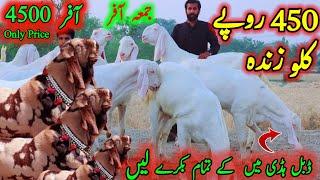 16 May 2025 bakra Eid ky sasti mandi visit hassan goat farm dera ghazi khan 0313.3502828