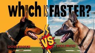 Doberman vs Malinois: Who wins the dog battle? #doberman #malinois