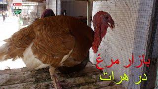 Report of chicken alley shops - گزارش از کوچه مرغ فروشی ها