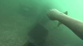 South Grand island bridge underwater fishing action.