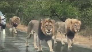 Pride Lions walking on road