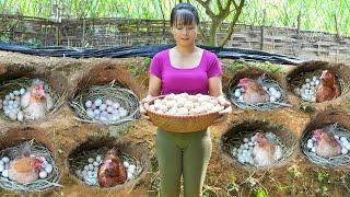 Harvesting Chicken Eggs Goes to the market sell - How to building hole for hens to lay eggs