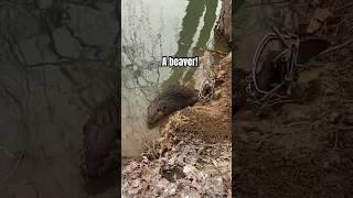 Beaver trapping #beavers #trapping #beavertrapping