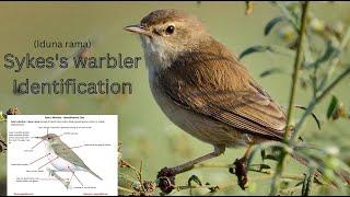 Skyes Warbler Identification | Sykes's warbler Video (Iduna rama) Steppespotvogel Felosa-de-sykes