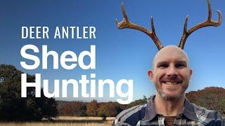 Deer Antler Shed Hunting: The Post-Season Scavenger Hunt