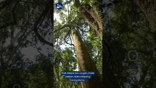 Trees Are Losing the Ability to Breathe?