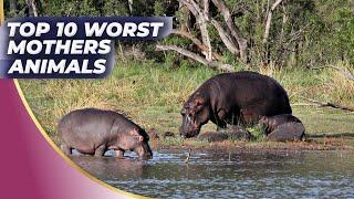 Top 10 Worst Animal Mother | World Animals Hub