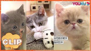 【汪喵物语】：小猫咪幼儿园开学啦~萌猫身份大揭秘！| 朱正廷/张雨剑/边江/北辰/张思王之/邱邱/白雪岑/乔诗语/弋 凡/张磊 | 优酷综艺