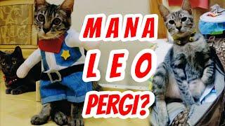 KE MANA LEO MENGHILANG?? | Rindu Leo