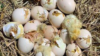 nhà nông 25h đang phát trực tiếp!gà nở đêm #chicken