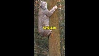 猞猁高超的捕獵技巧#解說版動物世界 #內容啟發搜索