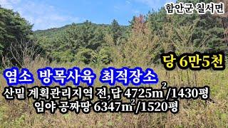 함안땅4725㎡/1430평(계획관리 전,답)+임야공짜땅6347㎡/1520평 나즈막한 산밑 마을 떨어져 주변 간섭없는곳 염소 방목사육등 안성맞춤땅 바로옆 전기있고 도로이상무 함안촌집