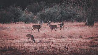 | Shed Hunting 2021 |This One Buck Changed Our Shed Hunting Plans |