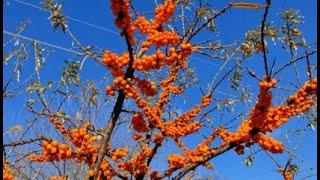 Qush Qonmaz - Sea Buckthorn