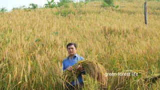 The 2024 rice crop i planted on the mountain gave me a big harvest. Robert  | Green forest life