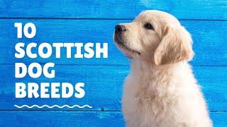 10 Scottish Dog Breeds