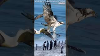 Pelican steals fish caught by osprey