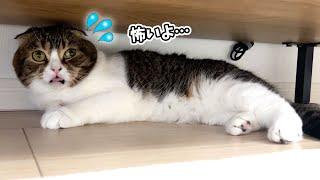 突然雷が鳴ったのが怖くて猫がテレビ台の下から出てこなくなっちゃいました…汗
